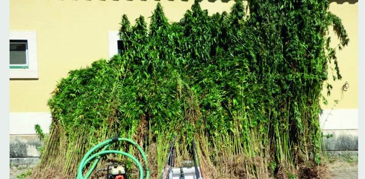 GNR detém homem e apreende 2.600 plantas de canábis e várias armas na Sertã