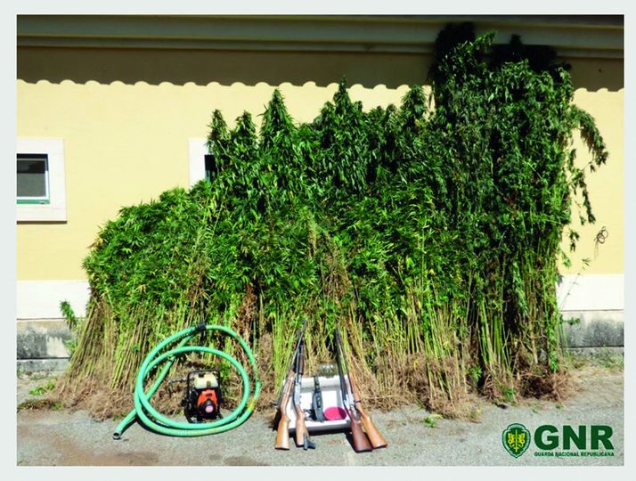 GNR detém homem e apreende 2.600 plantas de canábis e várias armas na Sertã