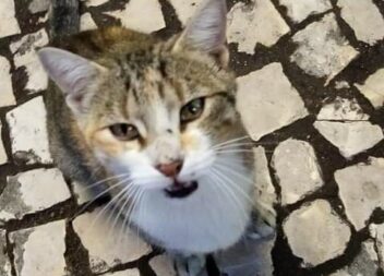 Gata desaparecida