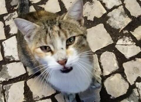 Gata desaparecida