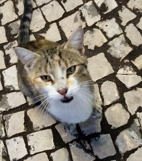 Gata desaparecida