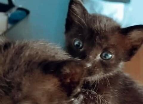 Gatinhos encontrados em motor de automóvel, na Carapalha