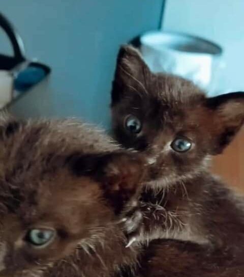 Gatinhos encontrados em motor de automóvel, na Carapalha