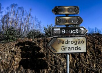 Instituto de Conservação da Natureza e das Florestas exige remoção de eucaliptos