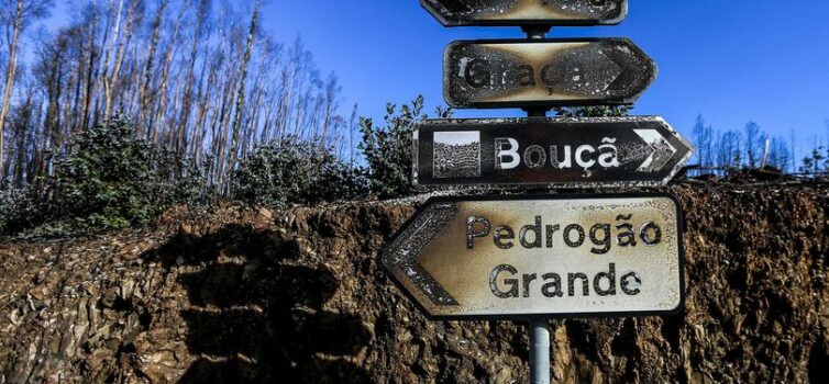 Instituto de Conservação da Natureza e das Florestas exige remoção de eucaliptos