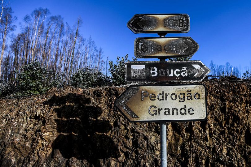 Instituto de Conservação da Natureza e das Florestas exige remoção de eucaliptos
