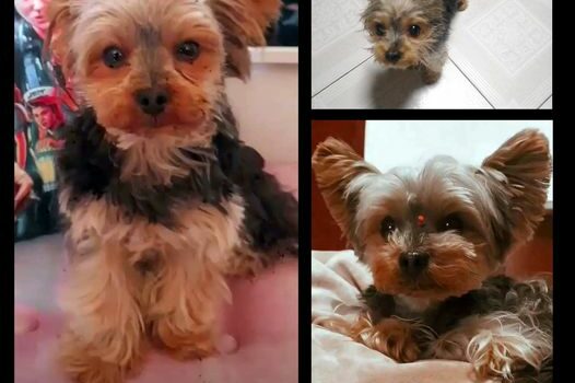 O Pipoca está desaparecido