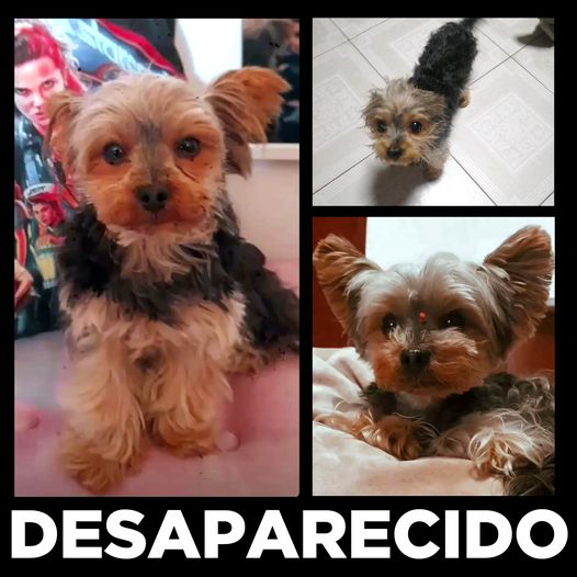 O Pipoca está desaparecido