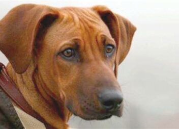 O caso do cão Simba