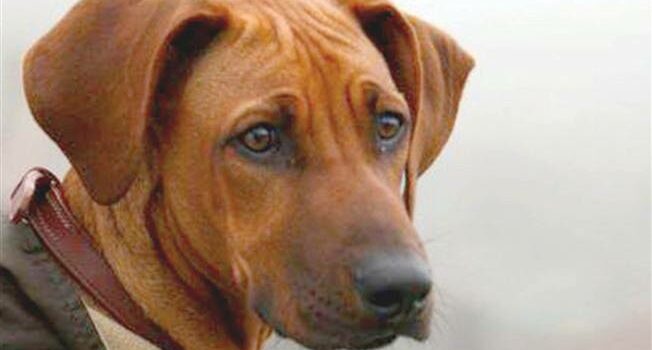 O caso do cão Simba