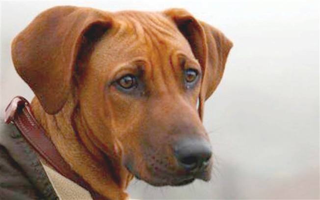 O caso do cão Simba