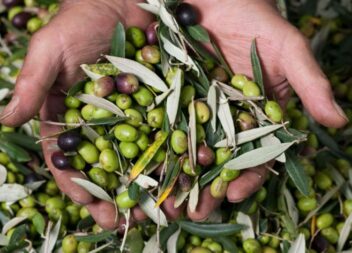 Olivicultores do Fundão preocupados com quebra na produção de azeitona