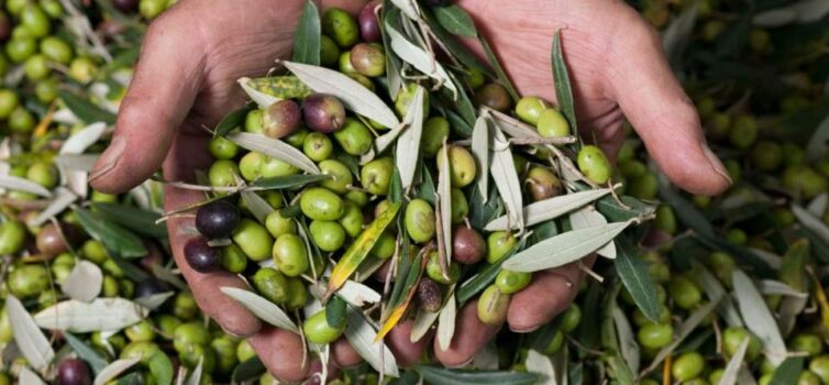 Olivicultores do Fundão preocupados com quebra na produção de azeitona