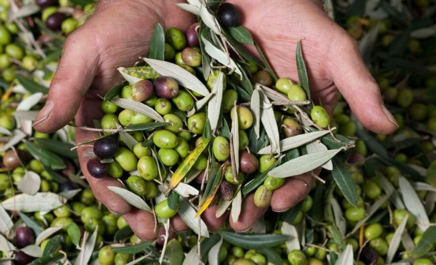 Olivicultores do Fundão preocupados com quebra na produção de azeitona