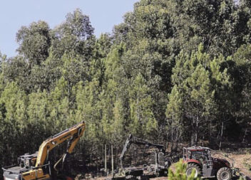 Trabalhador de 56 anos morre em pinhal da Covilhã