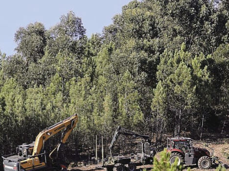 Trabalhador de 56 anos morre em pinhal da Covilhã