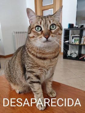 A Mia está desaparecida desde o dia 6 de outubro