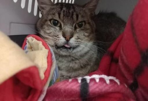 Baboso, um gatinho de rua