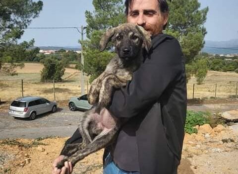 CROAEF - Centro de Recolha Oficial de Animais Errantes do Fundão assinala hoje D