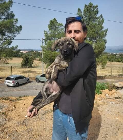 CROAEF - Centro de Recolha Oficial de Animais Errantes do Fundão assinala hoje D