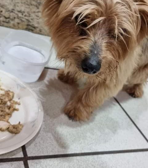 Cãozinho desaparecido em Castelo Branco