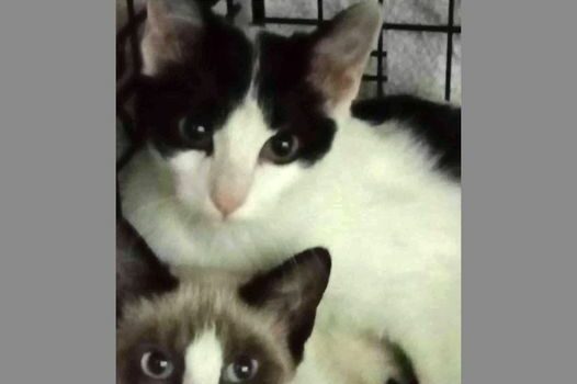 Desapareceram em Castelo Branco