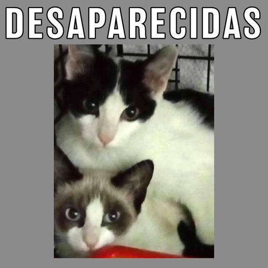Desapareceram em Castelo Branco