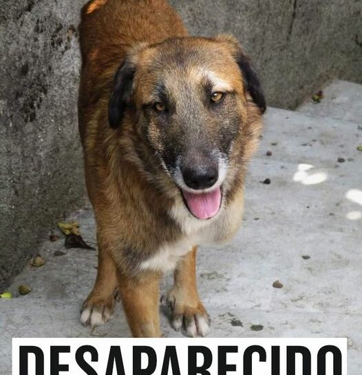 Desaparecido