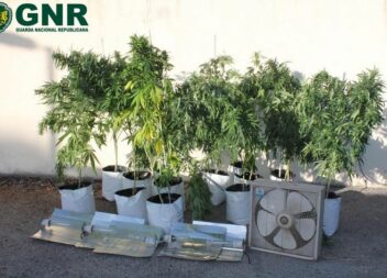 Desmantelada estufa de canábis em Belmonte