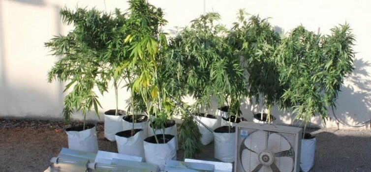 Desmantelada estufa de canábis em Belmonte