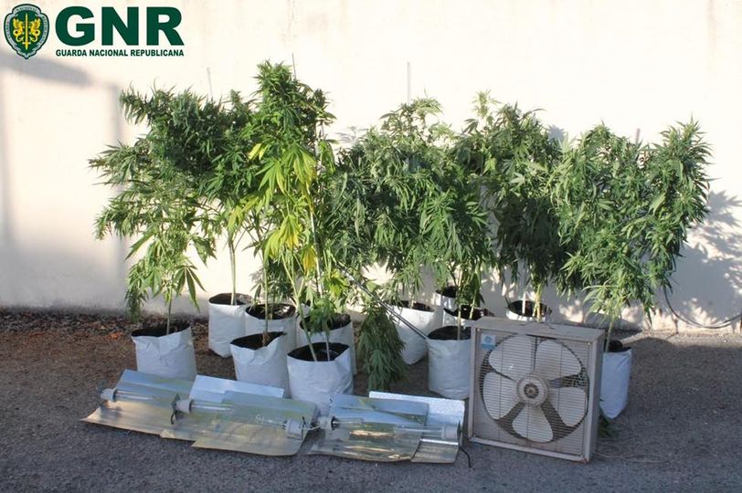 Desmantelada estufa de canábis em Belmonte