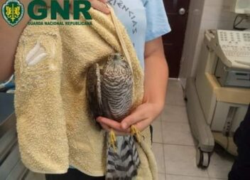 GNR recupera Gavião-da-Europa na Covilhã