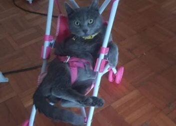 Gata cinzenta desaparecida no Fundão Chama-se Cindy, tem coleira, chip, e é muit