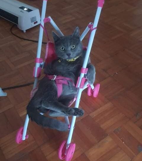 Gata cinzenta desaparecida no Fundão Chama-se Cindy, tem coleira, chip