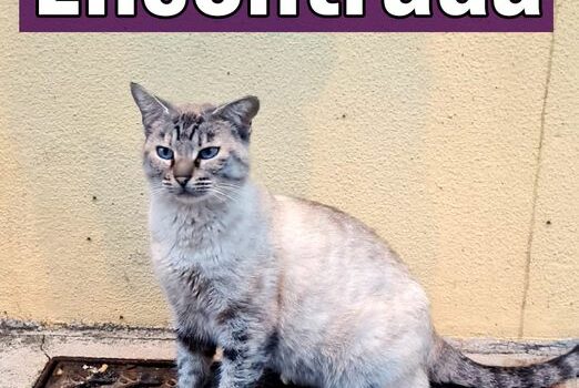 Gata encontrada em Castelo Branco