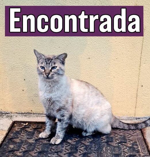 Gata encontrada em Castelo Branco
