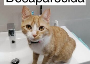 Gatinha desaparecida