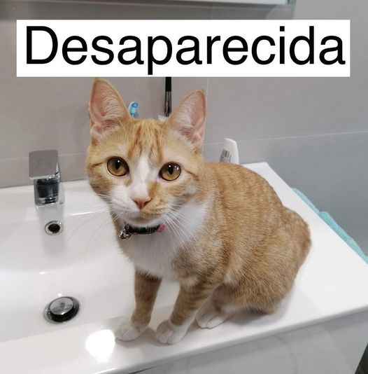 Gatinha desaparecida