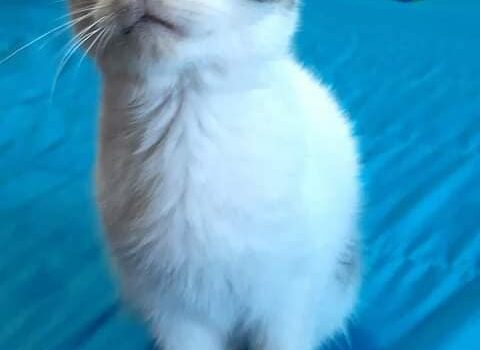 Gatos abandonados para adopção responsável em Castelo Branco