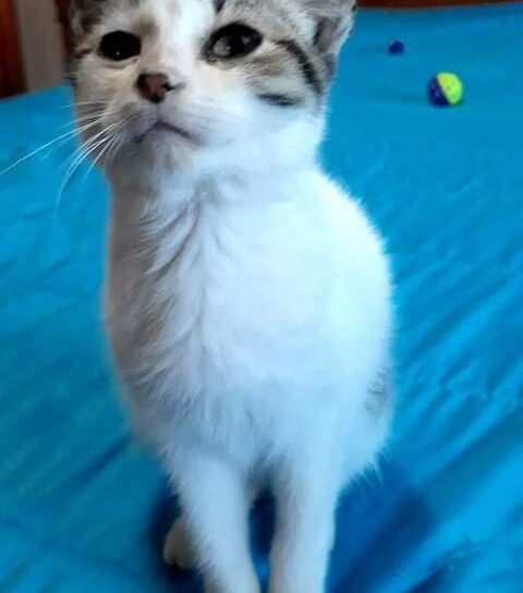 Gatos abandonados para adopção responsável em Castelo Branco