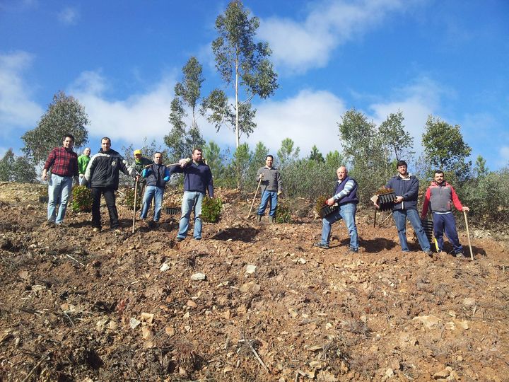 Vila de Rei prossegue com plantação de medronheiros