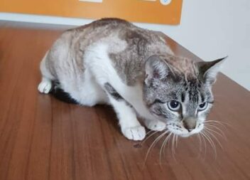 Alerta! Gata com cerca de 2 anos, bastante meiga, recolhida na Rua Príncipe Perf