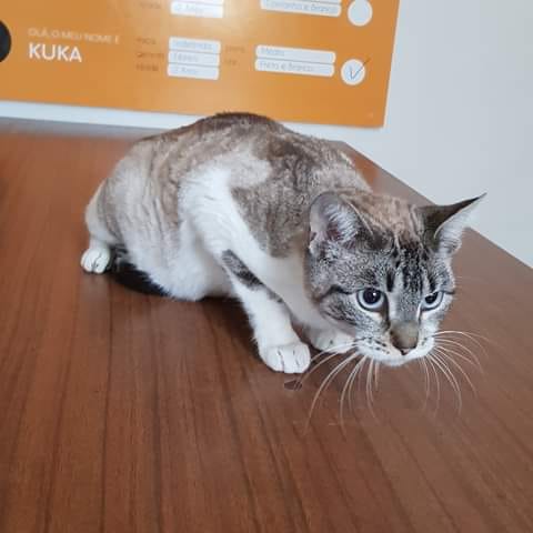 Alerta! Gata com cerca de 2 anos, bastante meiga
