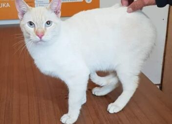 Alerta! Gato bastante meigo, com cerca de 1 ano, recolhido na Rua da Fonte Santa