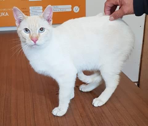Alerta! Gato bastante meigo, com cerca de 1 ano