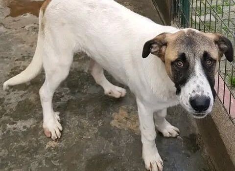 Cachorro com cerca de 7 meses recolhido na Rua da Associação Recreativa e Cultur