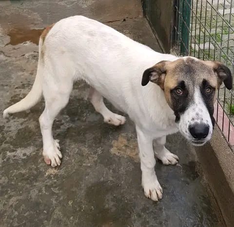 Cachorro com cerca de 7 meses recolhido na Rua da Associação Recreativa e Cultur