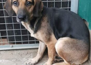 Cadela com cerca de 2 anos recolhida em Sobral do Campo sem qualquer tipo de ide