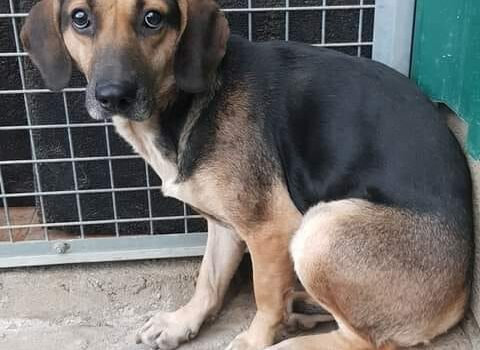 Cadela com cerca de 2 anos recolhida em Sobral do Campo sem qualquer tipo de ide