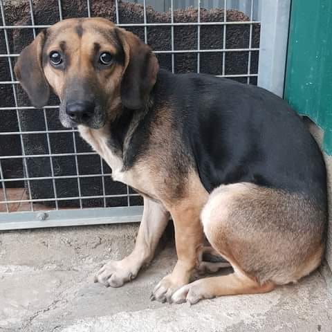 Cadela com cerca de 2 anos recolhida em Sobral do Campo sem qualquer tipo de ide